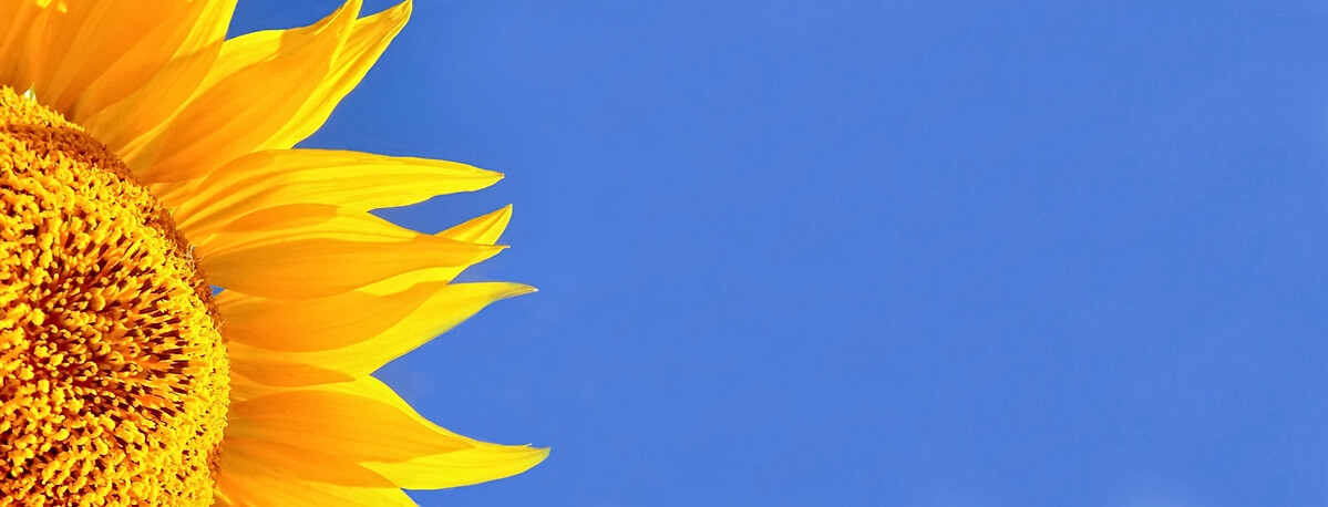 Solo sunflower on blue sky
